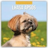 bokomslag Lhasa Apsos 2025 Square Wall Calendar