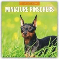 bokomslag Minature Pinschers 2025 Square Wall Calendar