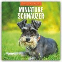 bokomslag Miniature Schnauzer 2025 Square Wall Calendar