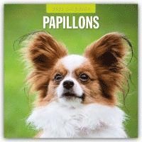 Papillions 2025 Square Wall Calendar 1