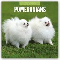 bokomslag Pomeranians 2025 Square Wall Calendar