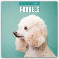 bokomslag Poodles 2025 Square Wall Calendars