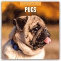 bokomslag Pugs 2025 Square Wall Calendar