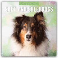 bokomslag Shetland Sheepdogs 2025 Square Wall Calendar