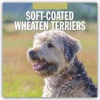 bokomslag Soft-Coated Wheaten Terriers 2025 Square Wall Calendar