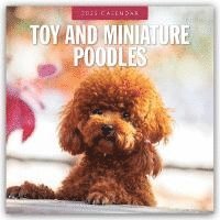 bokomslag Toy and Miniature Poodles 2025 Square Wall Calendar