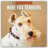 bokomslag Wire Fox Terriers 2025 Square Wall Calendar