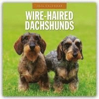 bokomslag Wire-Haired Dachshunds 2025 Square Wall Calendar