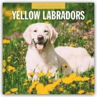 bokomslag Yellow Labradors 2025 Square Wall Calendar