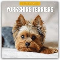 bokomslag Yorkshire Terriers 2025 Square Wall Calendar