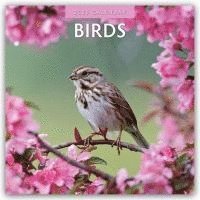 bokomslag Birds 2026 Square Wall Calendar