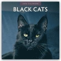 bokomslag Black Cats 2026 Square Wall Calendar