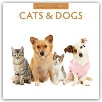 bokomslag Cats & Dogs 2026 Square Wall Calendar