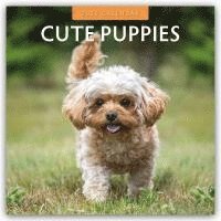 bokomslag Cute Puppies 2026 Square Wall Calendar