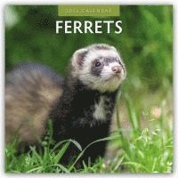 bokomslag Ferrets 2026 Square Wall Calendar
