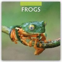 bokomslag Frogs 2026 Square Wall Calendar