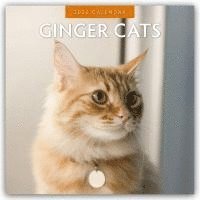 bokomslag Ginger Cats 2026 Square Wall Calendar