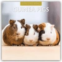 bokomslag Guinea Pigs¿ 2026 Square Wall Calendar
