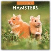 bokomslag Hamsters¿ 2026 Square Wall Calendar