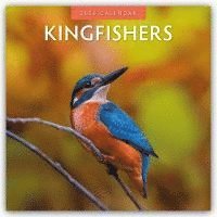 bokomslag Kingfishers 2026 Square Wall Calendar