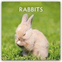bokomslag Rabbits 2026 Square Wall Calendar