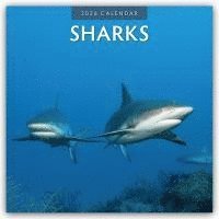 bokomslag Sharks 2026 Square Wall Calendar