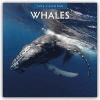bokomslag Whales 2026 Square Wall Calendar
