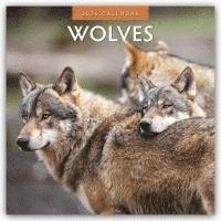bokomslag Wolves¿2026 Square Wall Calendar
