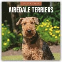 bokomslag Airedale Terriers 2026 Square Wall Calendar