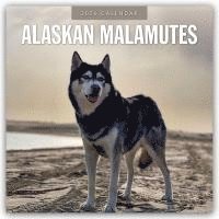 bokomslag Alaskan Malamutes 2026 Square Wall Calendar