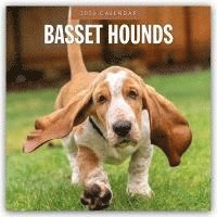bokomslag Basset Hounds 2026 Square Wall Calendar
