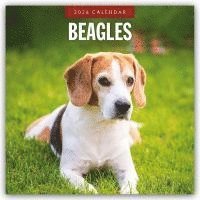 bokomslag Beagles 2026 Square Wall Calendar