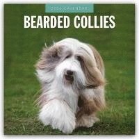 bokomslag Bearded Collies 2026 Square Wall Calendar
