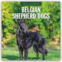 bokomslag Belgian Shepherd Dogs 2026 Square Wall Calendar