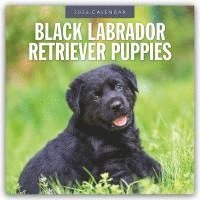 bokomslag Black Labrador Retriever Puppies 2026 Square Wall Calendar