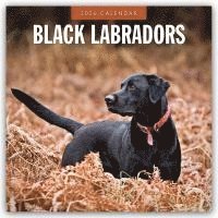 bokomslag Black Labradors 2026 Square Wall Calendar