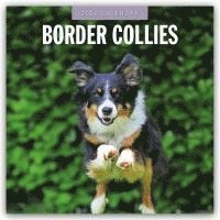 bokomslag Border Collies 2026 Square Wall Calendar