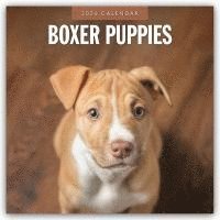 bokomslag Boxer Puppies 2026 Square Wall Calendar
