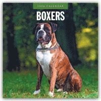 bokomslag Boxers 2026 Square Wall Calendar