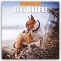bokomslag Bull Terriers 2026 Square Wall Calendar
