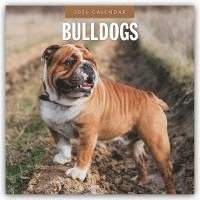 bokomslag Bulldogs 2026 Square Wall Calendar
