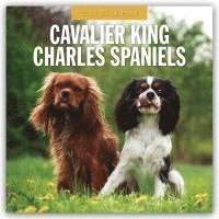 bokomslag Cavalier King Charles Spaniels 2026 Square Wall Calendar