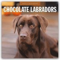 bokomslag Chocolate Labradors 2026 Square Wall Calendar