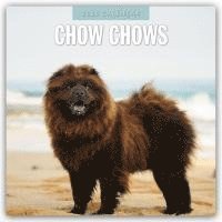 bokomslag Chow Chows 2026 Square Wall Calendar