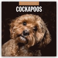 bokomslag Cockapoos 2026 Square Wall Calendar