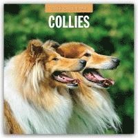 bokomslag Collies 2026 Square Wall Calendar