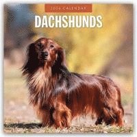 bokomslag Dachshunds 2026 Square Wall Calendar