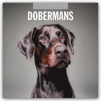 bokomslag Dobermans 2026 Square Wall Calendar