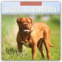 bokomslag Dogues de Bordeaux 2026 Square Wall Calendar