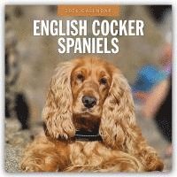bokomslag English Cocker Spaniels 2026 Square Wall Calendar